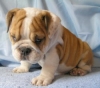 Affectionate and Cute Looking English Bulldog Puppies For Adoption